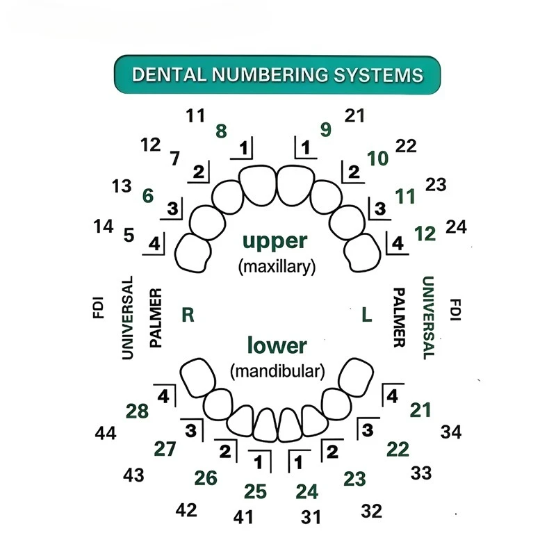 Dental Veneer Mould Kit 32pcs/ - Teeth Whitening Moulds review and price